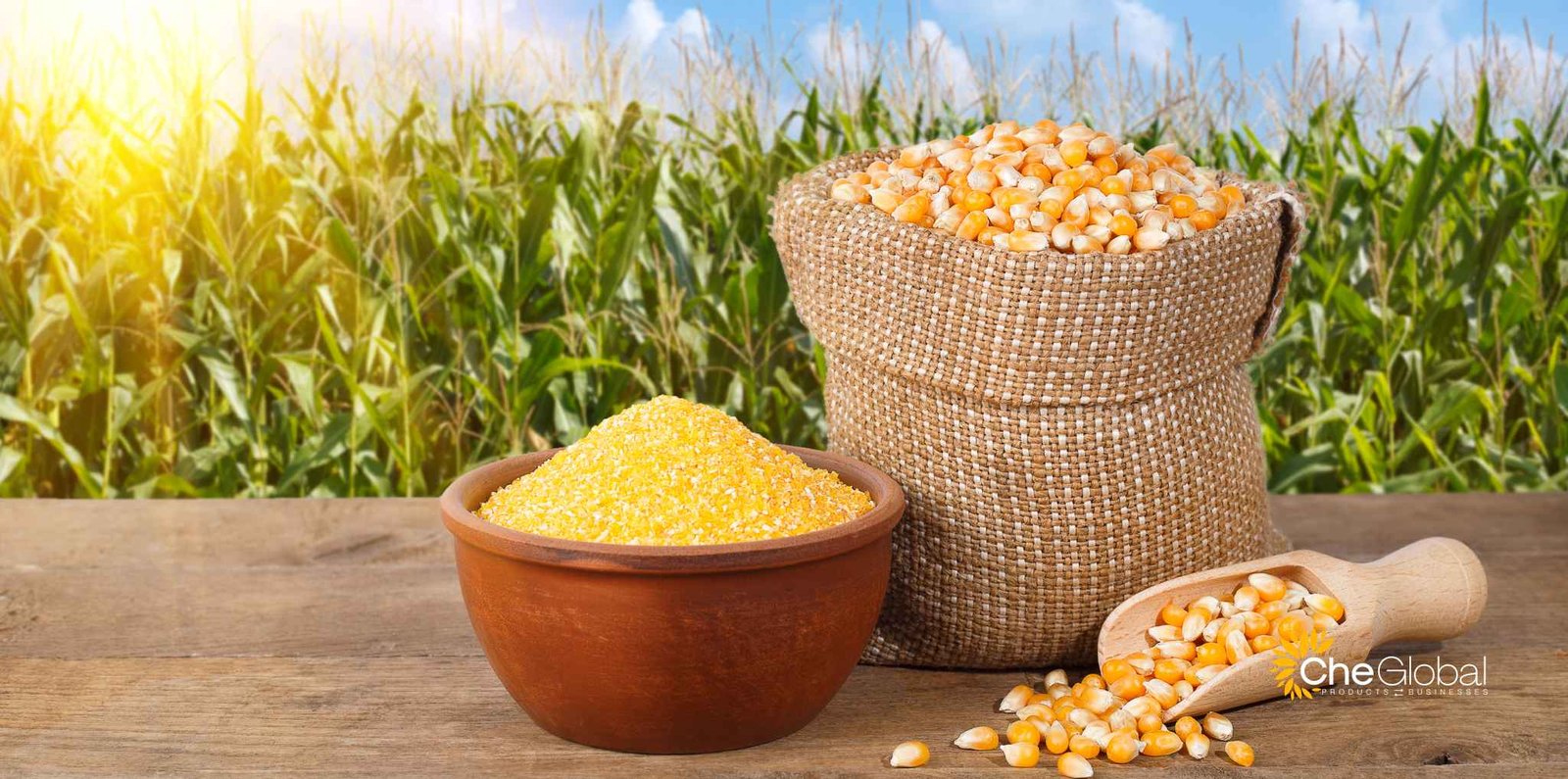 corn-maize corn<br />